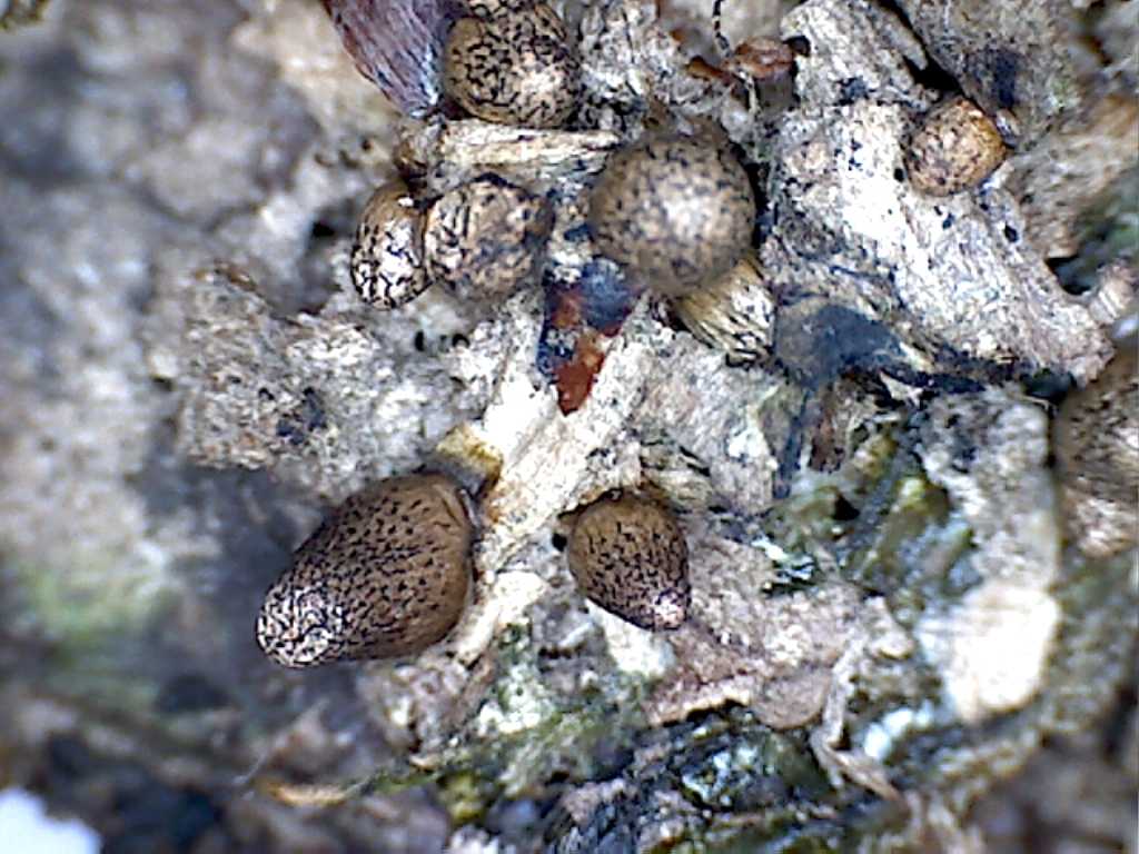 Lycogala conicum